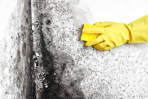 Best Post-Construction Mold Inspection  in Lakehills, TX