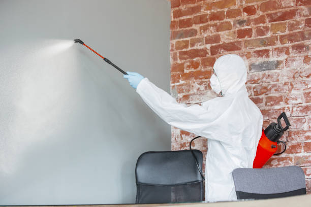 Best Attic Mold Removal  in Lakehills, TX