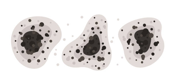 Best Airborne Mold Testing  in Lakehills, TX