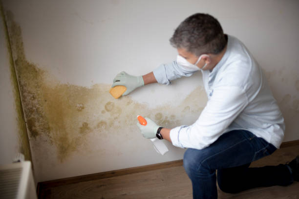 Best Basement Mold Removal  in Lakehills, TX