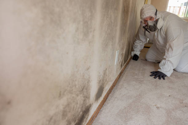 Best Emergency Mold Remediation  in Lakehills, TX